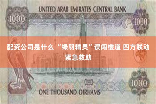 配资公司是什么 “绿羽精灵”误闯楼道 四方联动紧急救助